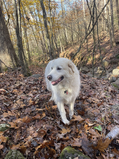 Maxi with an actual smile on his face. We are in the woods behind the house by the creek. He has just gotten done exploring and playing with Miles. He is standing on a bunch of fallen leaves. He has just dropped a stick that he was playing tug-of-war with Miles. Max is looking off to the side.