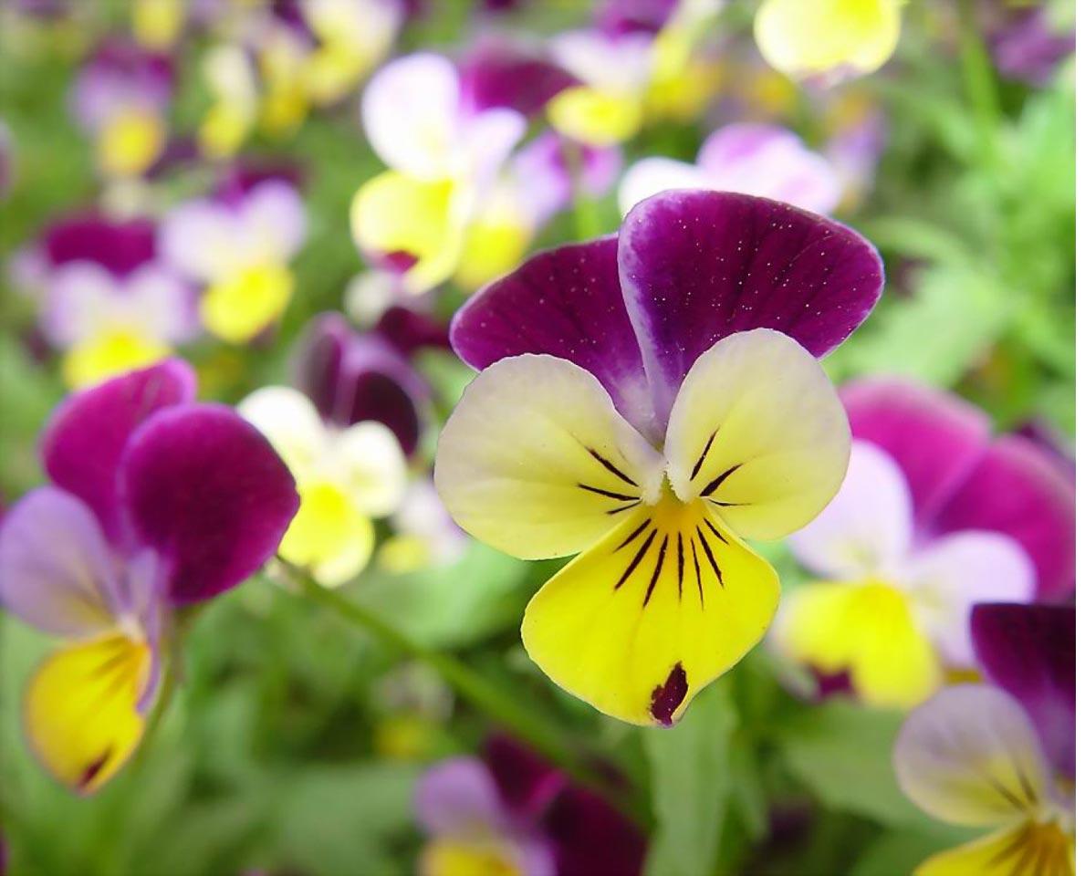 Download Wallpapers free: Beautiful flowers wallpaper