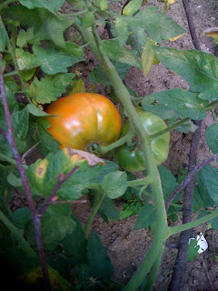 Large heirloom tomato growing in my vegetable garden 