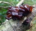 Jelly fungi 