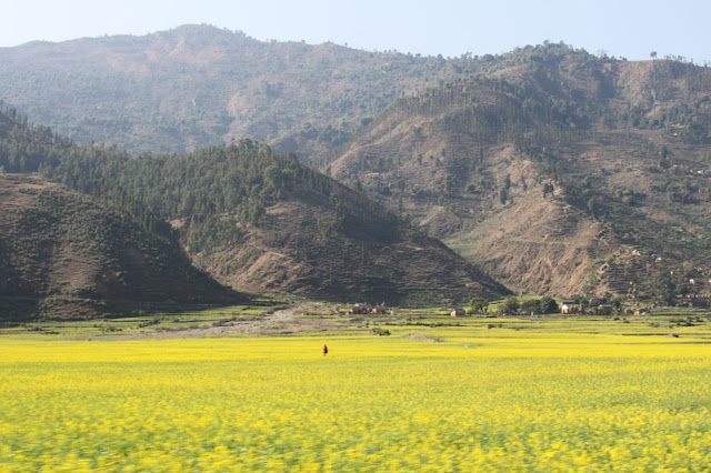 Mustard field in Doti