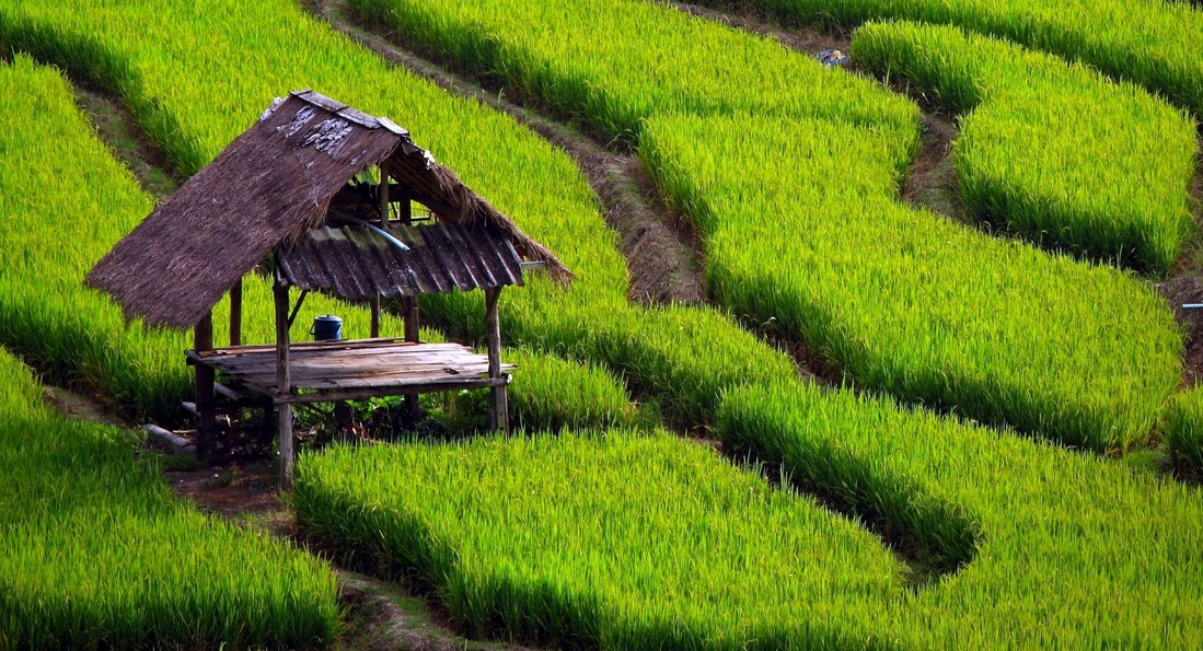 16 Contoh Karya Tulis Pertanian (Skripsi, Tesis, Lomba KTI 