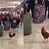 Pasajero quería llevar un gallo para Nueva York y se le suelta en el Aeropuerto Internacional Las Américas