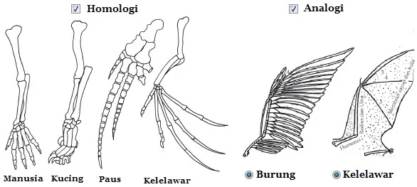 homologi dan analogi