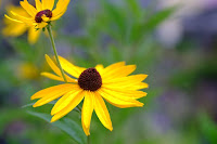 Cum se cultivă Rudbeckia sau bulgări de soare