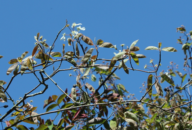 Amelanchier Leaf Fodder Choices