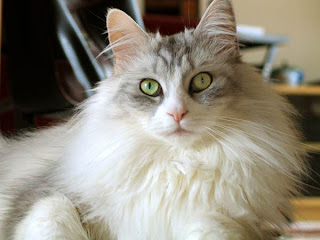 ragdoll cat breed