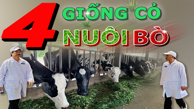 4 giống cỏ nuôi bò thịt, bò sữa năng xuất cao tốt nhất hiên nay