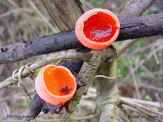 Pézize non déterminée - Sarcoscypha sp.