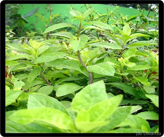 Mengenal Tanaman Herbal Untuk Kolesterol Mengenal Tanaman Herbal Untuk Kolesterol