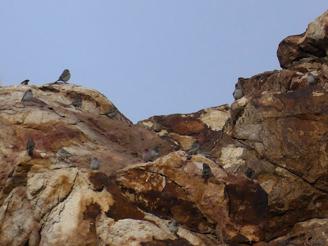 03: sparrows on the rocks