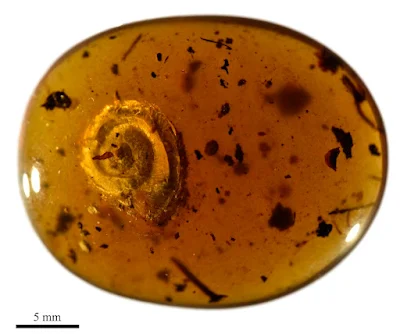 Snail From 99 Million Years Ago Discovered With Hairs Growing on Shell