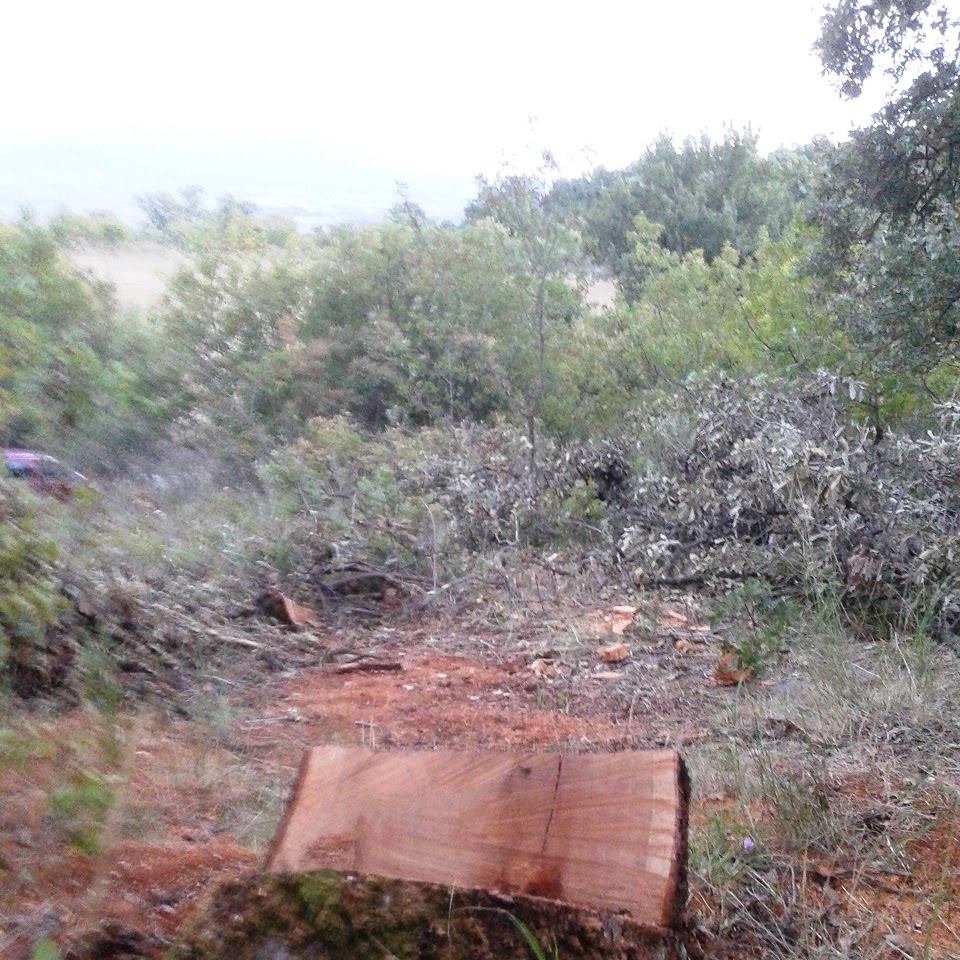 Πληγή για το Ξηρόμερο η λαθροϋλοτομία