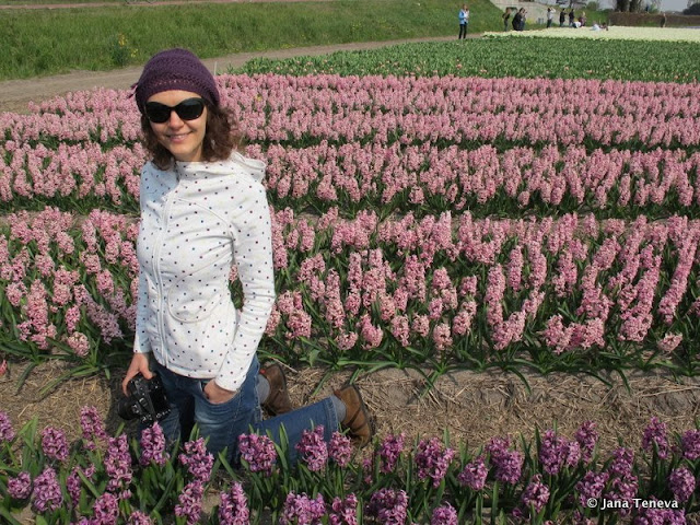 haycinths fields Holland