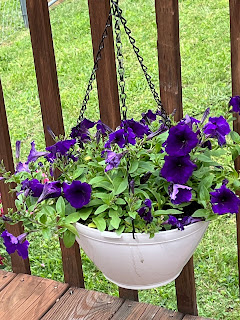 outdoor plant buying tips
