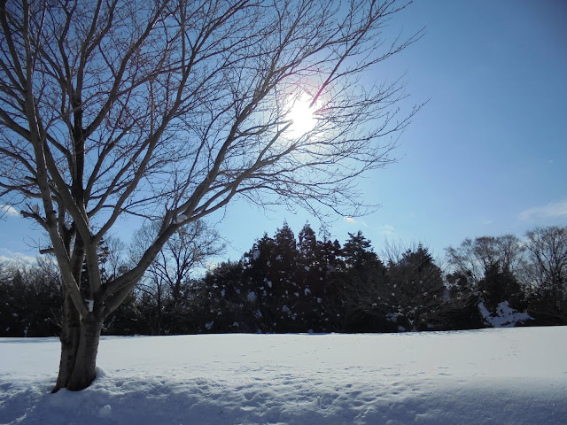 伯耆町総合スポーツ公園