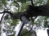 三島神社の薫蓋樟