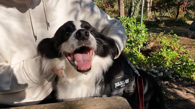 保護犬 ボーダーコリー トーマ 森の中のレストランふらんす屋