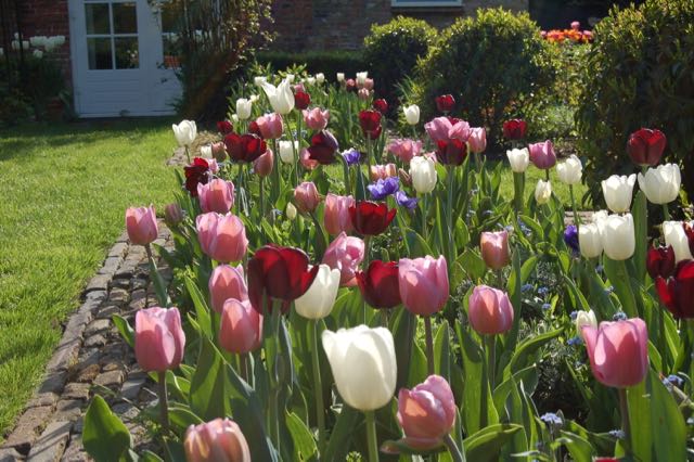 tulpen tuin