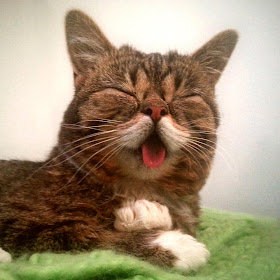 foto lil bub kucing yang suka menjulurkan lidah 04