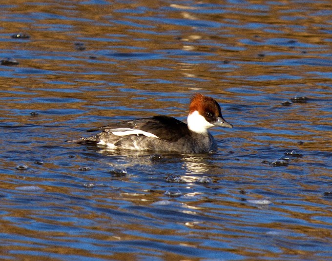 Birdwatching in Greece: Evros Delta day trip, January 14th, 2015