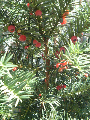 [Photo: Taxus sp.]