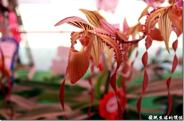 2012台南蘭花展