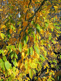 Vibrant colors of fall