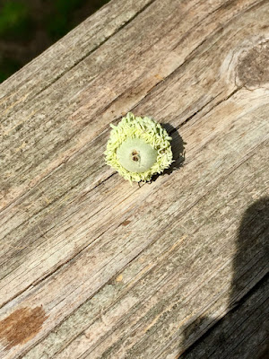 bur oak acorn