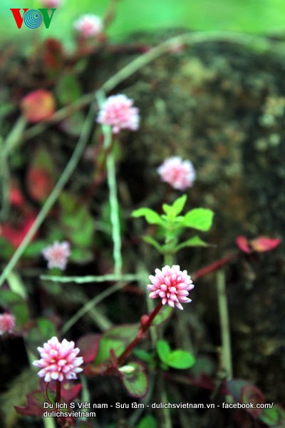 flowers blossoming in northwestern region of Vietnam