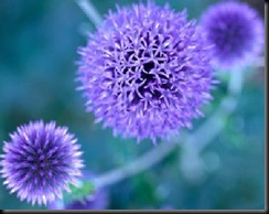 blue-to-purple-perennial-flowers-1