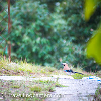 In my last post, I shared about morning walk experience of Binsar Wildlife Scatuary and the famous Zero-point. During this walk, we saw various kinds of Birds and we could capture a few in our Travellingcamera. This Photo Journey shares some of the birding photographs and few of them are clicked around KMVN Binsar. Eaurasian Jay is most common bird around Binsar hills and they look beautiful.