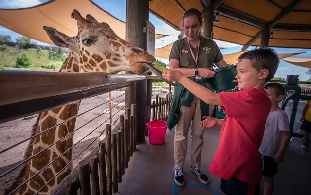 A boy feeding a giraffe in Hogle Zoo