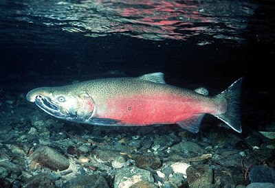 Ikan+Salmon Sungai 5 Warna di Kolumbia