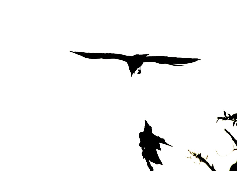 flying crows