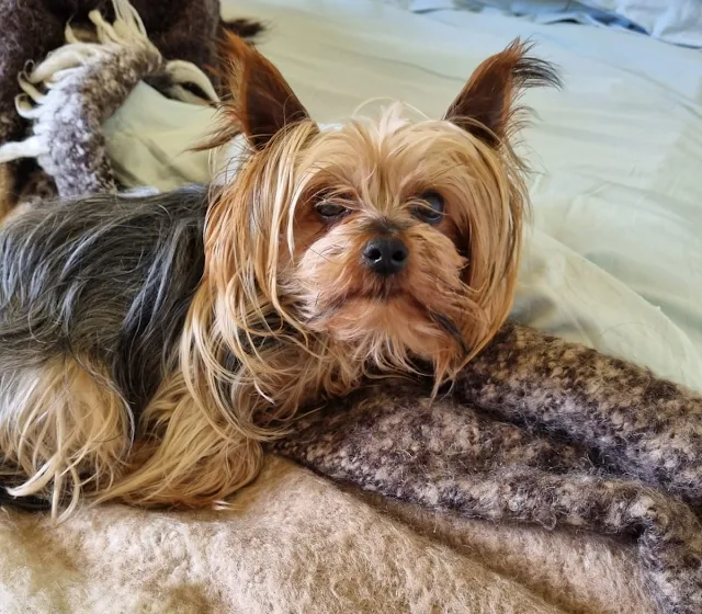 Tommy Yorkie boy