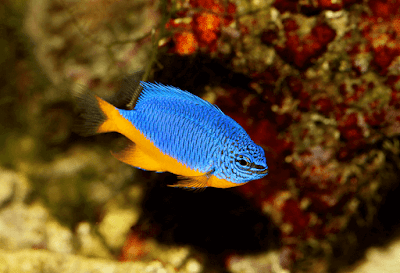 Ikan Hias Air laut Damselfish