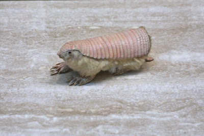 Armadillo rosado (Chlamyphorus truncatus).