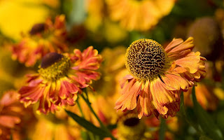 flame zinnia flower