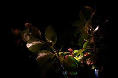 Lights & Plants 2