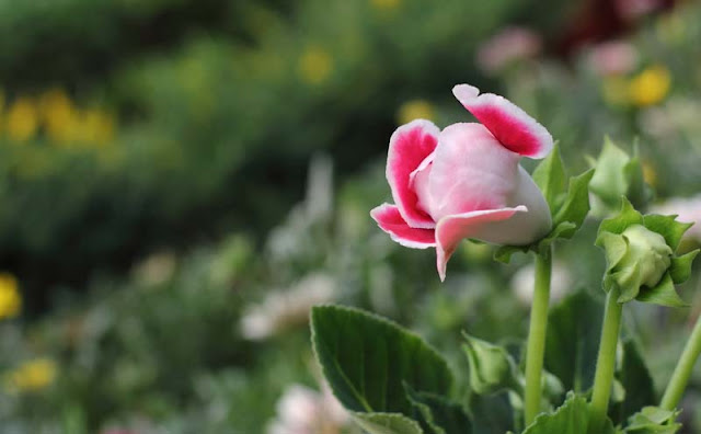 Gloxinia Flowers Pictures