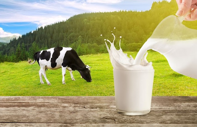 Apa yang Dimakan oleh Sapi Sehingga Dapat Menghasilkan Susu yang Banyak?