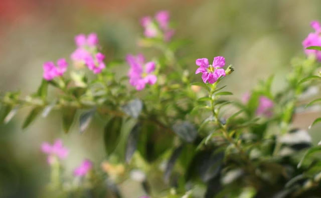 Mexican Heather Flowers Pictures