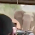 CARRO DE TURISTAS É PERSEGUIDO POR ELEFANTE EM SAFÁRI; VÍDEO