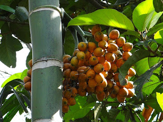 khasiat buah pinang