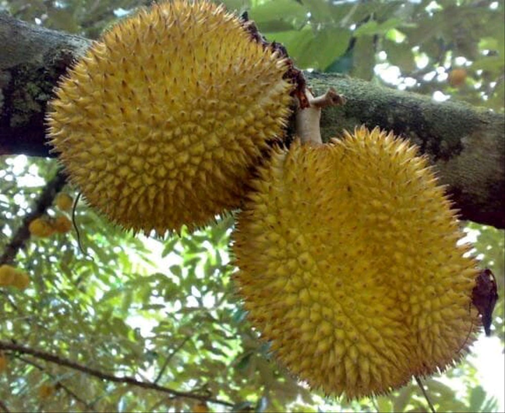 Varietas Jenis dan Karakteristik Pohon Buah Durian Durio 