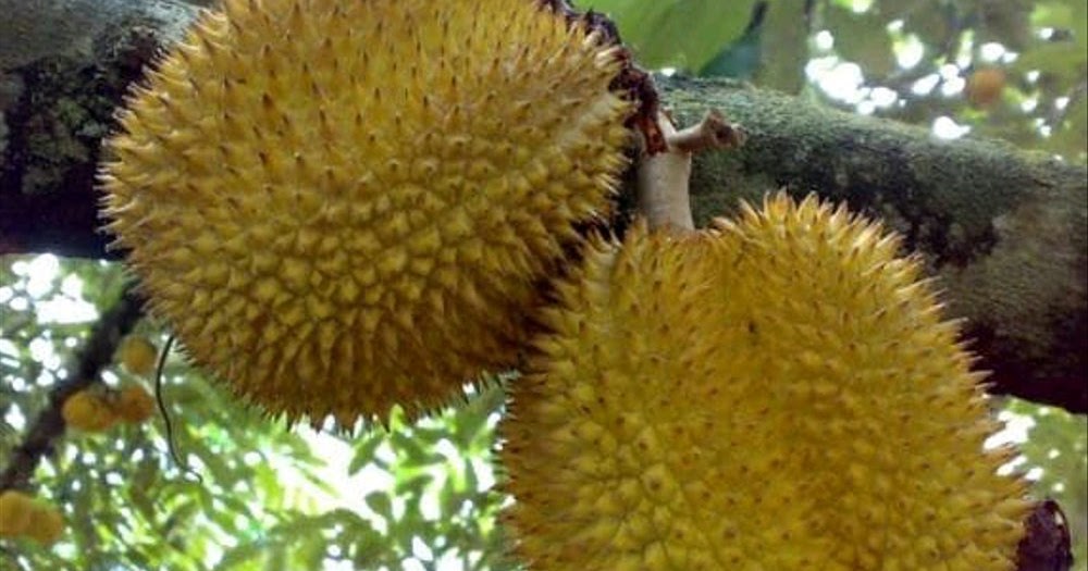 Varietas Jenis dan Karakteristik Pohon Buah Durian Durio 