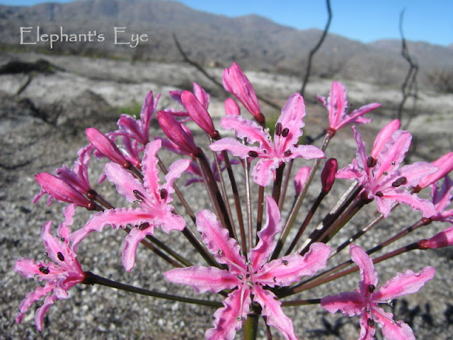 Fire Nerine in the Groot Winterhoek May 2009