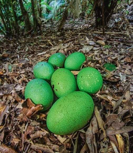 Telur burung kasawari berwarna hijau 