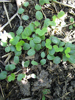 Hepatica nobilis var.nobilis